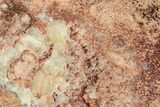Polished Petrified Wood Slab - Arizona #253706-1